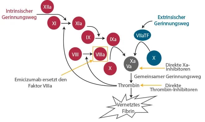Hämophilie Diagnostik im Labor: Wichtige Tests und Verfahren erklärt